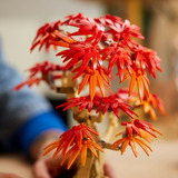 LEGO 10348 Botanicals Japanischer Roter Ahorn - Bonsai-Baum, Konstruktionsspielzeug 
