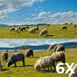 Reolink Reolink Trackmix Series G770 mit Solarpanel 2, Überwachungskamera tarnfarben