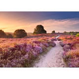 Ravensburger Puzzle Beautiful Walkways - Traumpfad in Rosa 1000 Teile