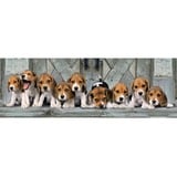 Clementoni High Quality Collection Panorama - Beagles, Puzzle 1000 Teile
